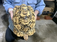 クリックで拡大画像表示