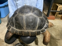 クリックで拡大画像表示