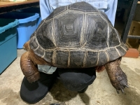 クリックで拡大画像表示
