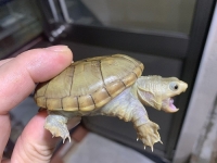 クリックで拡大画像表示