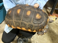 クリックで拡大画像表示