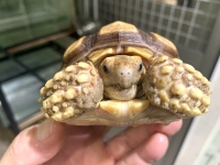 クリックで拡大画像表示
