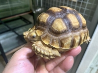 クリックで拡大画像表示