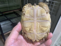 クリックで拡大画像表示