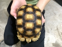 クリックで拡大画像表示