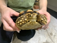 クリックで拡大画像表示