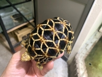 クリックで拡大画像表示