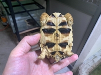 クリックで拡大画像表示