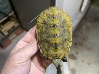 クリックで拡大画像表示