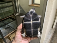 クリックで拡大画像表示