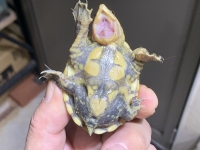 クリックで拡大画像表示