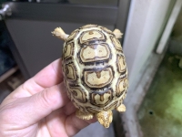 クリックで拡大画像表示
