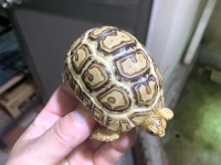 クリックで拡大画像表示
