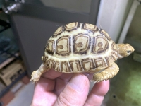 クリックで拡大画像表示