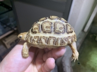 クリックで拡大画像表示
