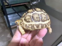 クリックで拡大画像表示
