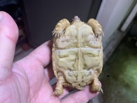 クリックで拡大画像表示