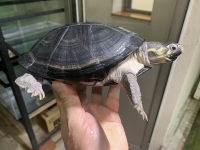 クリックで拡大画像表示