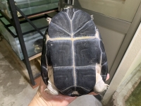 クリックで拡大画像表示