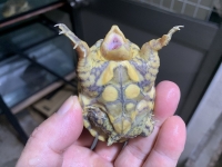 クリックで拡大画像表示