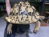 クリックで拡大画像表示
