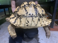 クリックで拡大画像表示