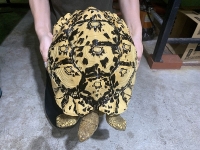クリックで拡大画像表示