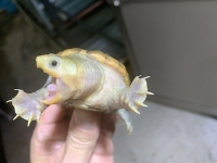クリックで拡大画像表示