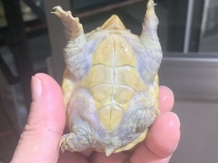 クリックで拡大画像表示