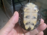 クリックで拡大画像表示