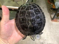 クリックで拡大画像表示