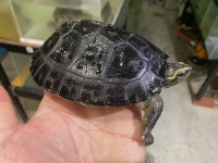 クリックで拡大画像表示