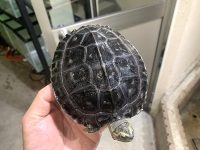 クリックで拡大画像表示