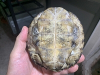 クリックで拡大画像表示