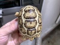 クリックで拡大画像表示