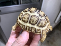 クリックで拡大画像表示