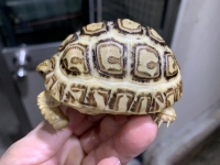 クリックで拡大画像表示