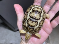 クリックで拡大画像表示