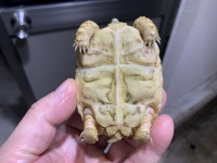 クリックで拡大画像表示