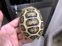クリックで拡大画像表示
