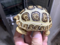 クリックで拡大画像表示