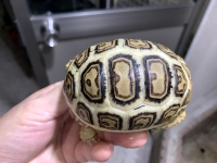 クリックで拡大画像表示