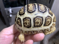 クリックで拡大画像表示