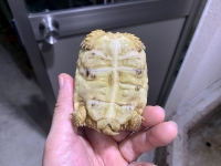 クリックで拡大画像表示