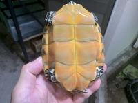 クリックで拡大画像表示