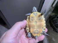 クリックで拡大画像表示