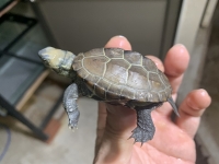 クリックで拡大画像表示