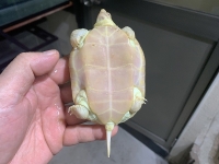 クリックで拡大画像表示