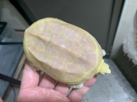 クリックで拡大画像表示