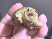 クリックで拡大画像表示